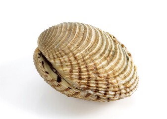 Clams, venus verrucosa, Shell against White Background