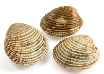 Clams, venus verrucosa, Shells against White Background