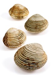 Clams, venus verrucosa, Shells against White Background