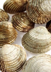 Clams, venus verrucosa, Shells against White Background