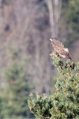 Buse variable