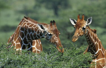 Reticulated Giraffe, giraffa camelopardalis reticulata, Pair eating Acacia Tree, Samburu Park in Kenya