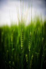 Green field full of wheat and blue sky

R