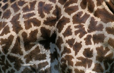 Masai Giraffe, giraffa camelopardalis tippelskirchi, Close-up of Skin, Masai Mara Park in Kenya