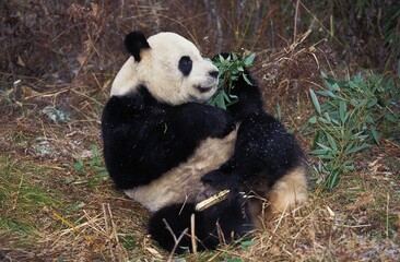 Giant Panda, ailuropoda melanoleuca, Adult eating Bamboo, Wolong Reserve in China