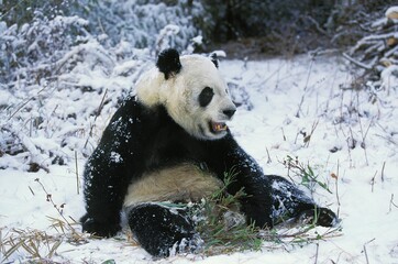 Giant Panda, ailuropoda melanoleuca, Adult sitting on Snow, Wolong Reserve in China © slowmotiongli