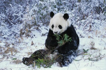 Obraz na płótnie Canvas Giant Panda, ailuropoda melanoleuca, Adult sitting on Snow, Eating Bamboo, Wolong Reserve in China