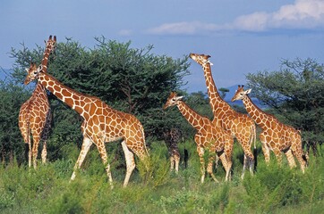 Reticulated Giraffe, giraffa camelopardalis reticulata, Group eating Acacia Tree, Samburu Park in Kenya © slowmotiongli