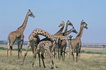 Masai Giraffe, giraffa camelopardalis tippelskirchi, Group in Savanah, Pair fighting, Masai Mara Park in Kenya