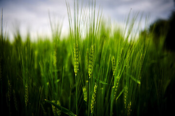 Green field full of wheat and blue sky

R