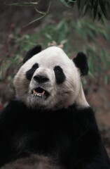 Obraz premium Giant Panda, ailuropoda melanoleuca, Portrait of Adult, Wolong Reserve in China