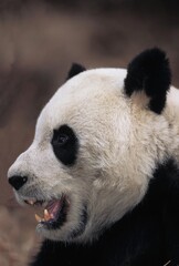 Fototapeta premium Giant Panda, ailuropoda melanoleuca, Portrait of Adult, Wolong Reserve in China