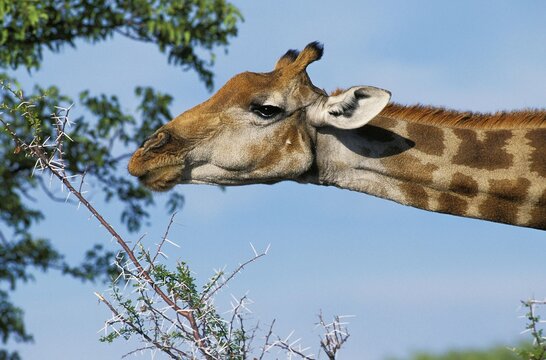 Rothschild's Giraffe, giraffa camelopardalis rothschildi, Adult eating Acacia Tree, Kenya