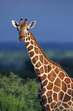 Reticulated Giraffe, giraffa camelopardalis reticulata, Portrait of Adult, Samburu Park in Kenya