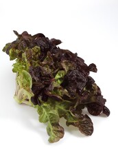 French Salad called Corne de Cerf, lactuca sativa against White Background
