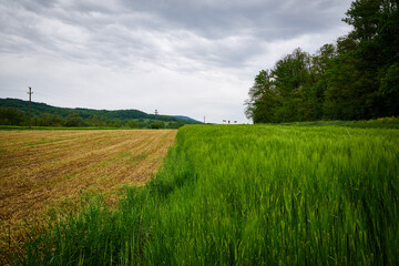 Obraz premium Green field full of wheat and blue skyR