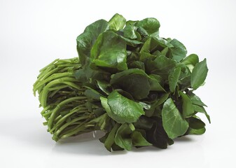 Watercress Salad, nasturtium officinale, Leaves against White Background
