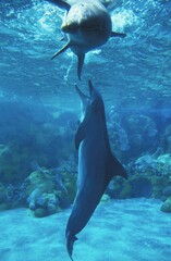 Bottlenose Dolphin, tursiops truncatus, Adults playing, Underwater View