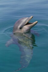 Fototapeta premium Bottlenose Dolphin, tursiops truncatus, Head of Adult emerging from Water