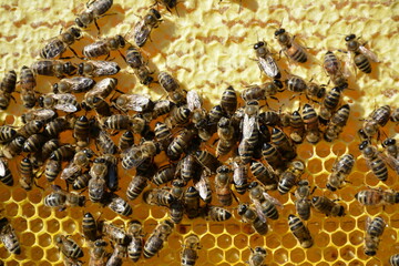 The bees are working hard on the honey frame.
