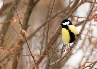Mésange charbonnière