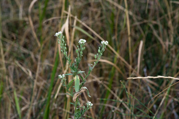 Gray-Green Icotnik (Berteroa incana).