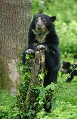 Obraz premium Spectacled Bear, tremarctos ornatus, Female standing on Hind Legs