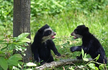 Spectacled Bear, tremarctos ornatus, Cub playing