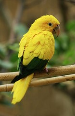 Golden Conure or Golden Parakeet or Queen of Bavaria's Conure, guaruba guarouba, Adulte standing on Branch