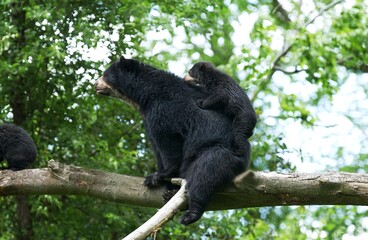 Spectacled Bear, tremarctos ornatus, Female with Cub
