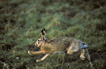European Brown Hare, lepus europaeus, Adult running on Grass