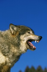 Fototapeta premium North American Grey Wolf, canis lupus occidentalis, Adult with open Mouth, Canada