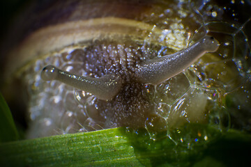 shell macro photography