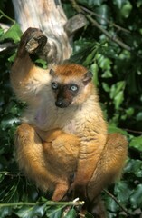 Black Lemur, eulemur macaco, Female standing on Branch