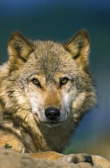 Obraz premium European Wolf, canis lupus, Portrait of Adult