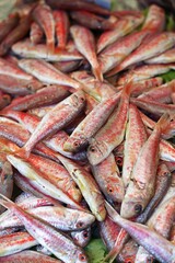 Fresh Gurnard, mullus surmuletus, Fishes at Fish Shop
