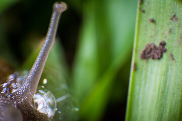 shell macro photography