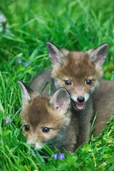 Red Fox, vulpes vulpes, Cubs standing on Grass, Normandy