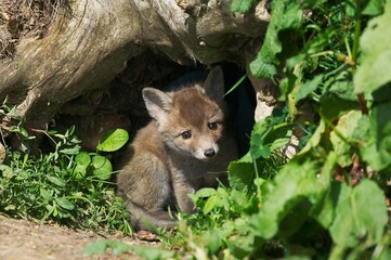 Naklejka na ściany i meble Red Fox, vulpes vulpes, Cub standing at Den Entrance, Normandy