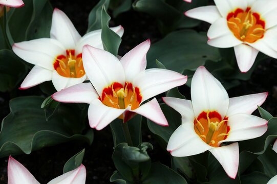 Tulips, tulipa kaufmanniana ancilla