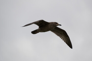 A Brown Seagull in Flight