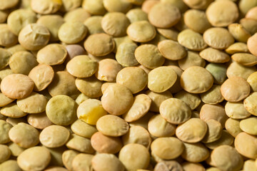 Dry Green Organic Lentils
