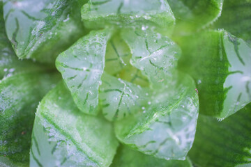 Haworthia cooperi. Green small tree.