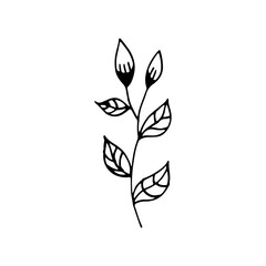 Hand-drawn plant. Doodle image of a flower. Floral vector for web, textiles, postcards, prints. Abstract plants, leaves, flowers.
