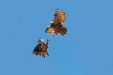 Cape Eagle Owl, bubo capensis, Adults fighting against Blue sky