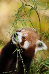 Red Panda, ailurus fulgens, Adult eating Bamboo