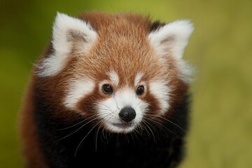 Red Panda, ailurus fulgens, Portrait of Adult