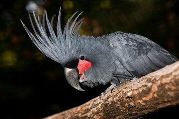 Palm Cockatoo, probosciger aterrimus, Adult standing on Branch