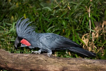 Palm Cockatoo, probosciger aterrimus, Adult standing on Branch
