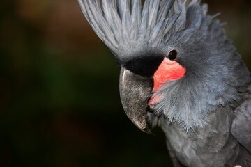 Palm Cockatoo, probosciger aterrimus, Portrait of Adult, Close-up of Head with Crest raised